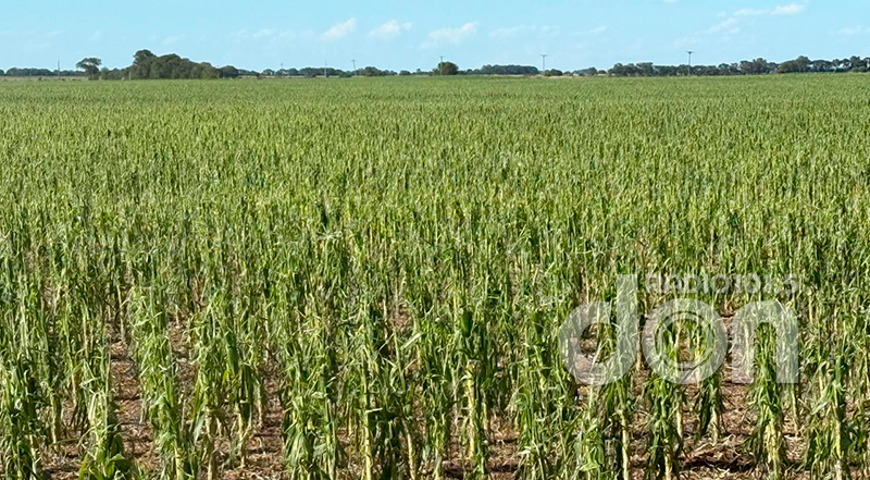 Cultivo campo piedra granizo 25diciembre2025