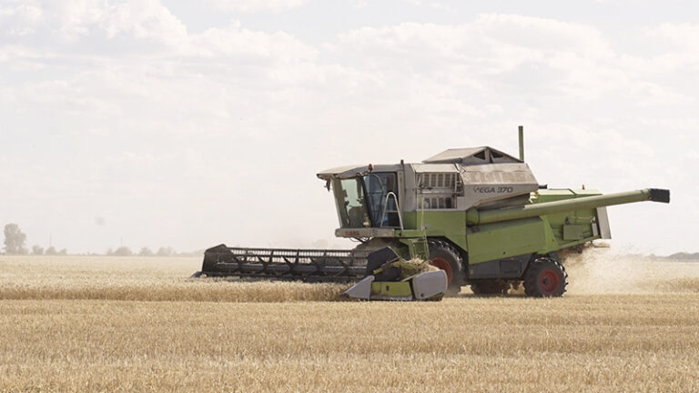 Cosechadora trigo cosecha 17enero2026