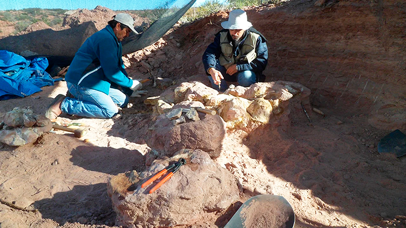 Dinosaurio sauropodo investigadores Neuquen 14enero2026
