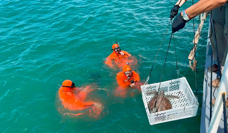 Tortugamarina Ramona 7enero2026