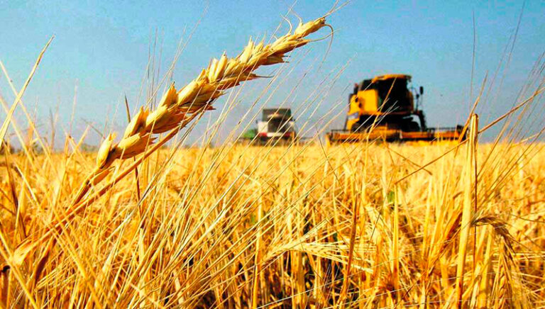 Trigo cosecha cosechadora 12enero2026