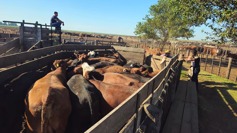Vacunos campo camion corrales 19enero2026