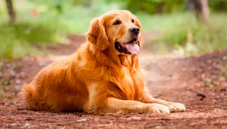 Golden perro plaza 3febrero2026