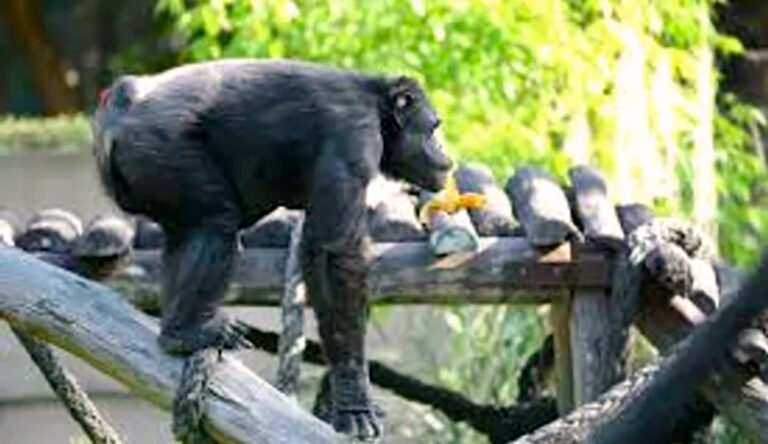 Tomy chimpance fallecimiento 5febrero2026