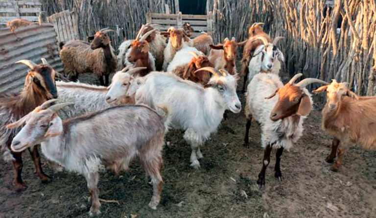 Cabras chivos oeste LaPampa corral 23febrero2026
