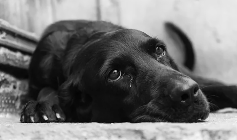 Perro tristeza 26febrero2026