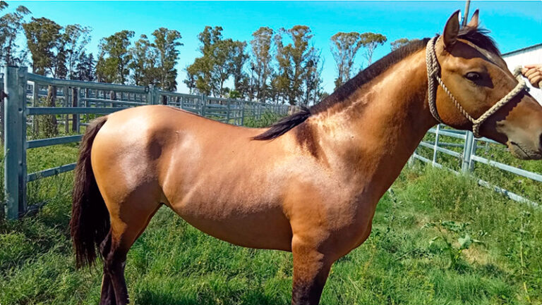 Caballo exportacion Senasa 13marzo2026