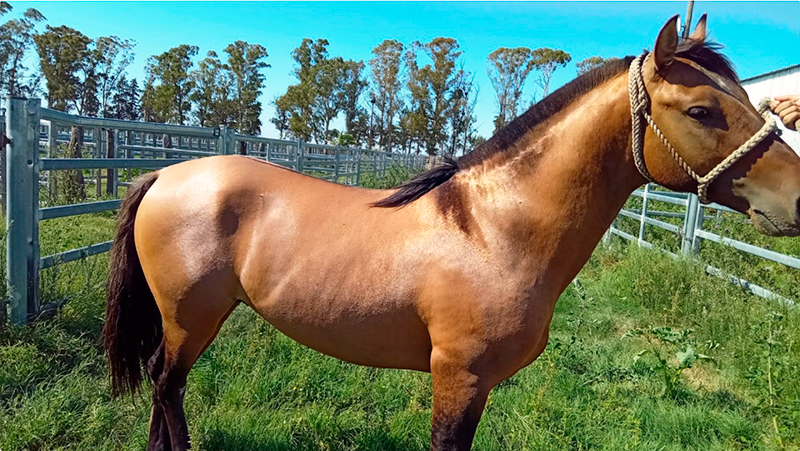Caballo exportacion Senasa 13marzo2026