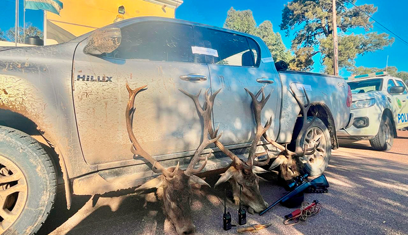 Cazadores furtivos ciervos armas camioneta 27marzo2026
