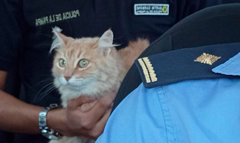 Gata robo Castex policias 19marzo2026