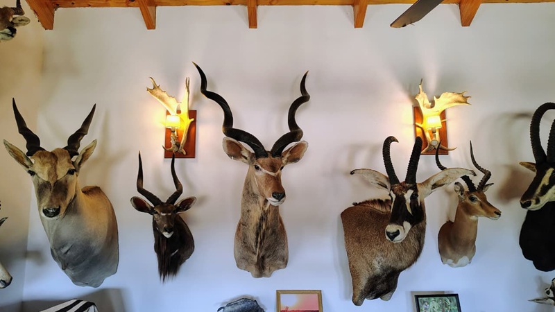 CazadoresFurtivos allanamiento animales embalsamados 14abril2026