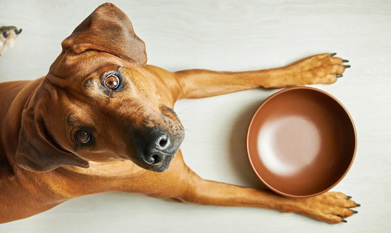 Perro comida 9abril2026