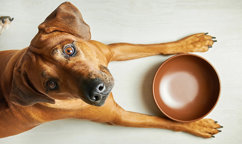 Perro comida 9abril2026