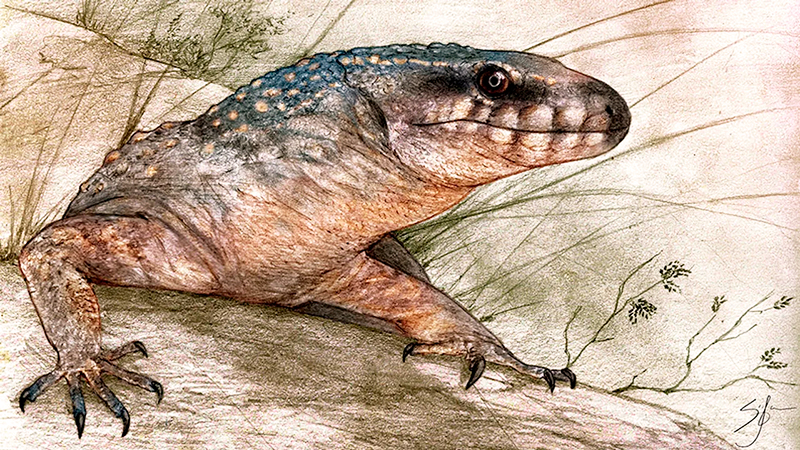 Reptil dinosaurio Patagonia 22abril2026