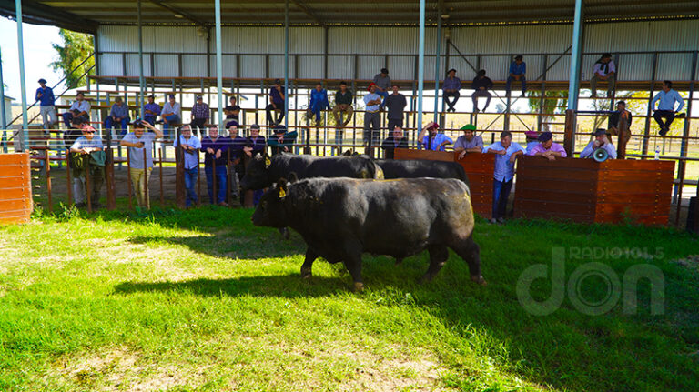 Cabania Mayaco toro Angus productores uruguay 4mayo2026