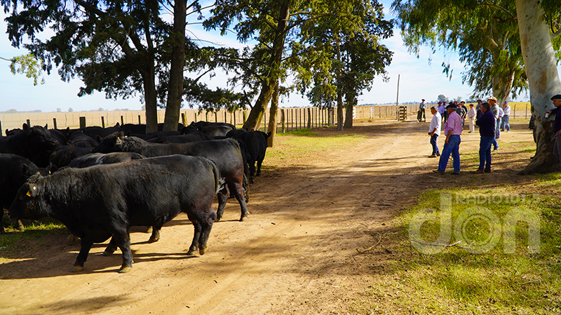 Cabania Mayaco toros Angus delegacion Uruguay 9mayo2026