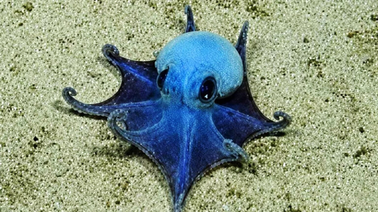 Pulpo azul IslasGalapagos 29mayo2026