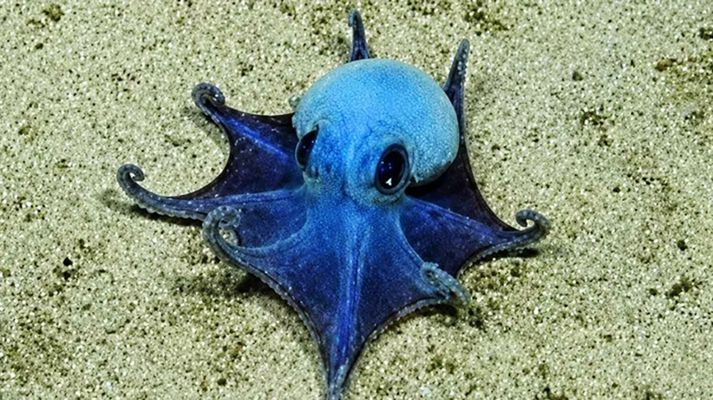 Pulpo azul IslasGalapagos 29mayo2026